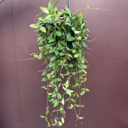 6” hoya burtoniae with buds