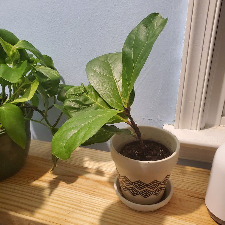 Fiddle Leaf Plant W/pot