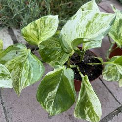 Rare Mammoth Pothos Plants