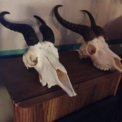 Antelope Skulls