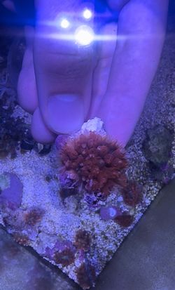 Flamethrowers bounce mushroom fake coral