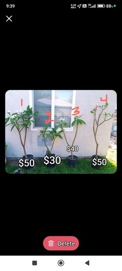 Potted Plumeria /  Hawaiian Plant Pink And White