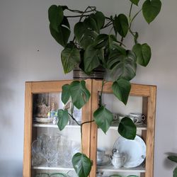 Monstera deliciosa with pot