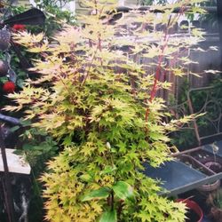 Beautiful Coral Bark Maple 