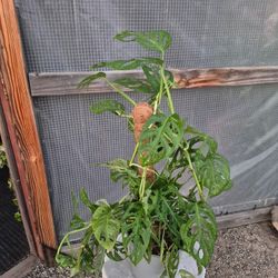Monstera Adansonii Plant 8" Pot 