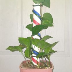 Pothos Plants 