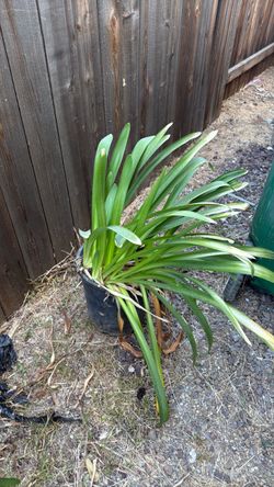 Plants 5 gallons