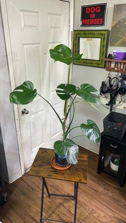 Monstera plant 🪴- 40” tall