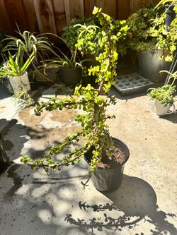 Dwarf Jade Bonsai Plant in Nursery Pot