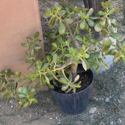 Jade Plant
