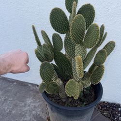 Opuntia microdasys, Bunny Ear Cactus 2 Feet Tall