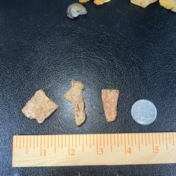 Amber Fossil