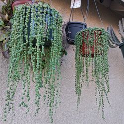 Strings of Pearl's "Rosario " Plant $25