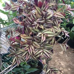 Beautiful Big Purple Plant