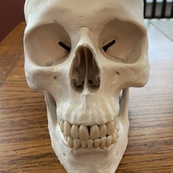 Realistic Human Skull