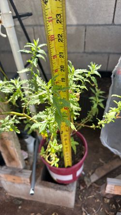 Planta de epazote