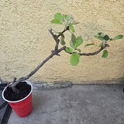 Aple bonsai