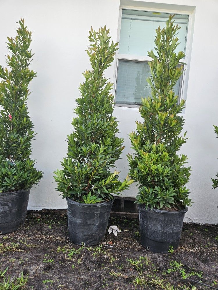 topiary Japanese Blueberry