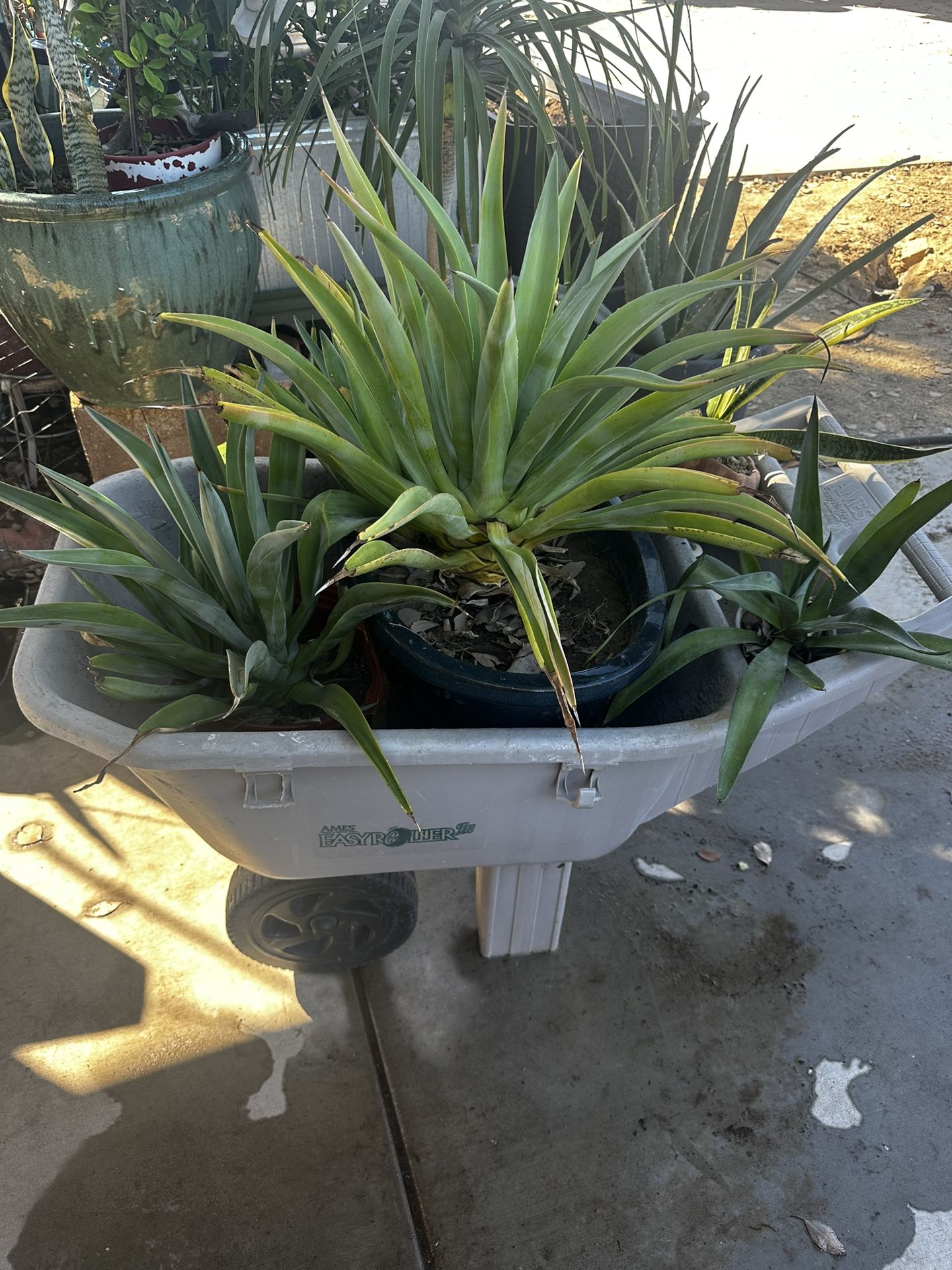 Agave angustifolia, Caribbean agave, Agave attenuata, foxtail agave,octopus agave.