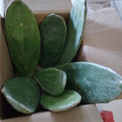 3 LBs-5 To 7 Nopal Pads $15 Plus Shipping $8, Pink Flowers Red Fruit