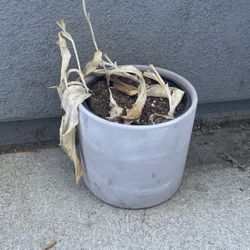 Modern Concrete Pot 