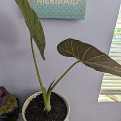 Regal Shield Alocasia 