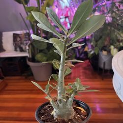 Desert Rose Plant!  $20