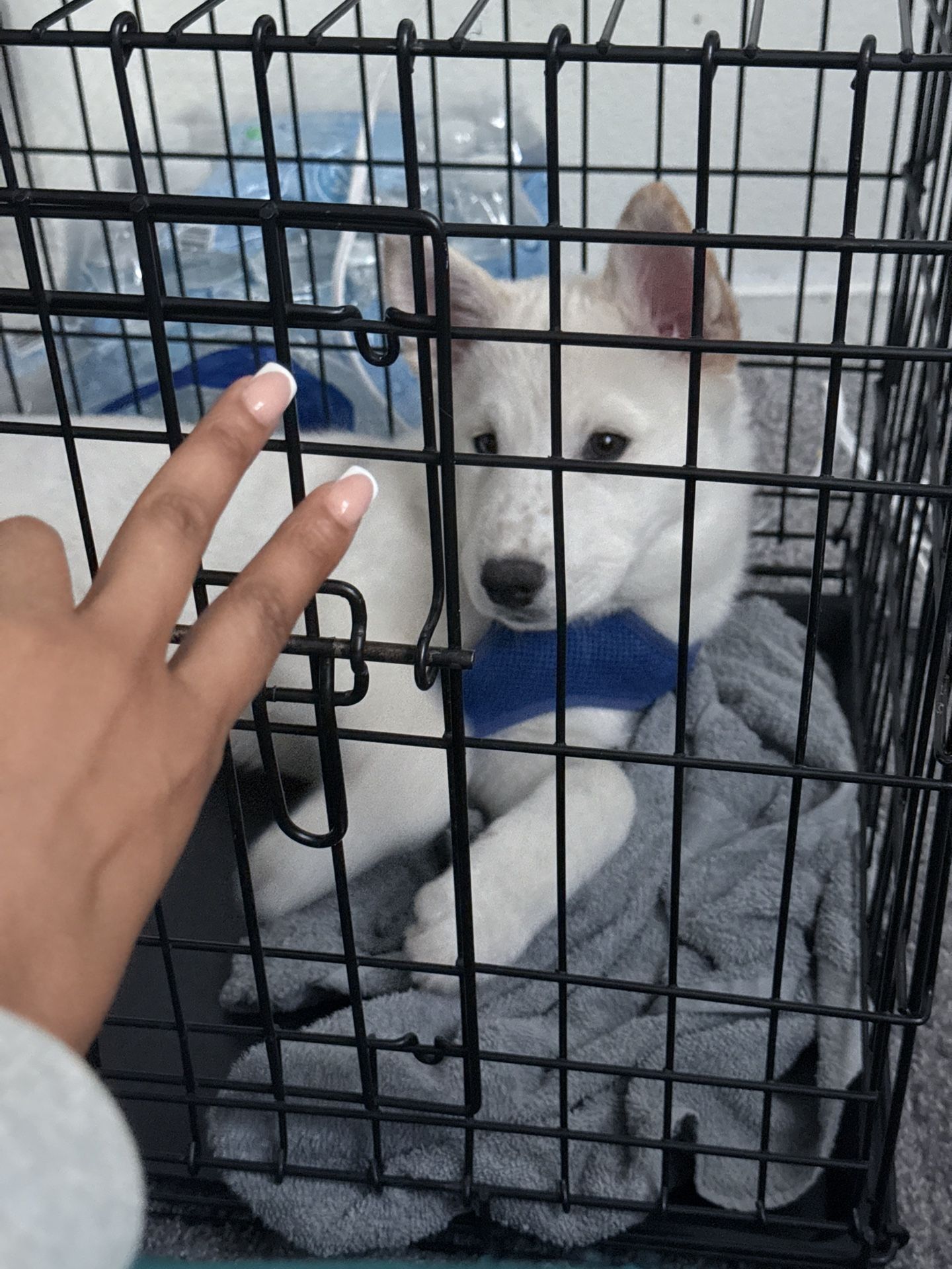 2 Door Wired Cage