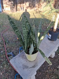 Snake plant / Sanseviera plant