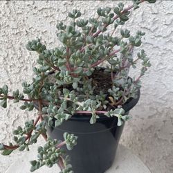 1.5 Gallon Pot Succulent Plant - Deltoid Leaved Dewplant - Oscularia Deltoides - Pink Hardy Ice Plant - Rooted & Established -🪴- Drought Resistant 