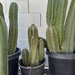 Senita Cactus 