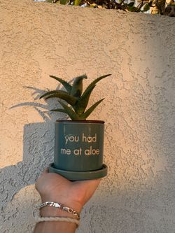 Aloe Vera Plant “you Had Me At Aloe” Ceramic Pot 