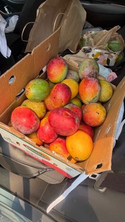 🥭 PARKLAND 33067 | Fresh Mango Sale! 🥭