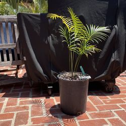 Lepidozamia  Perofskiana   Cycad