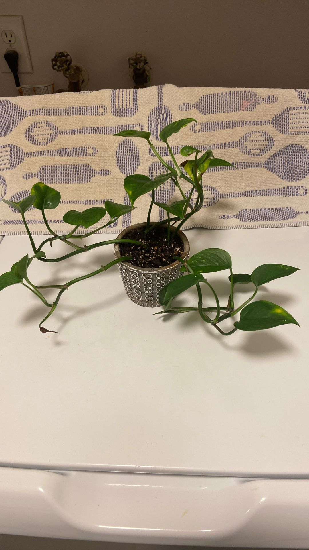Magnificent Pathos Plant In Unique Ceramic Planter With Drain