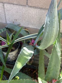 Blue agave
