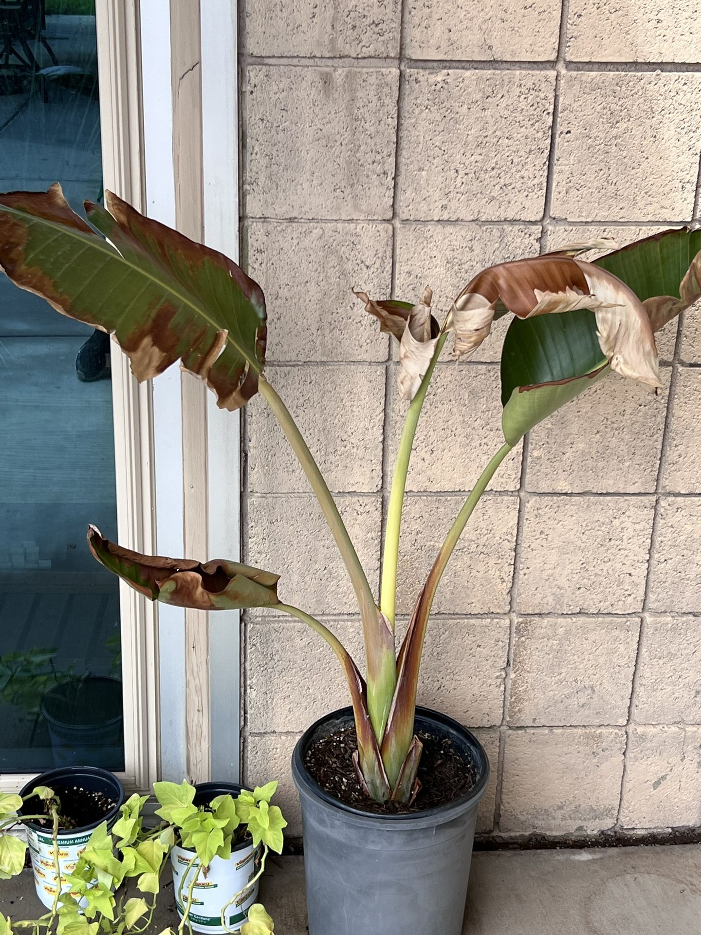 Banana Plant