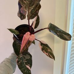 Philodendron Pink Princess Marble 