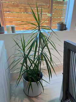 Large Madagascar Dragon Tree (4.5 ft Tall)
