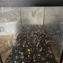 10 Gal Aquariums