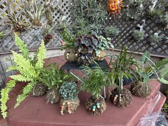 Kokedama’s : Assorted Plants 