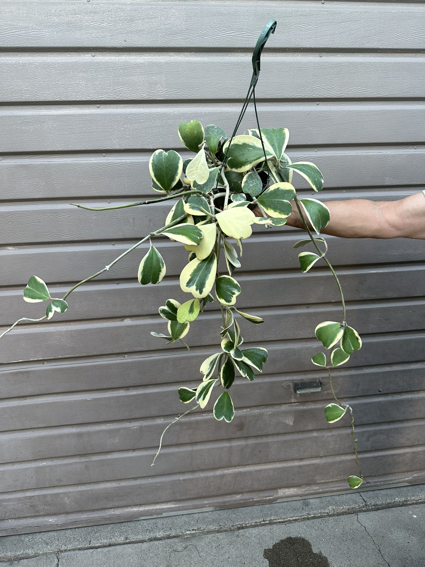 6” Big Variegated Hoya Kerrii