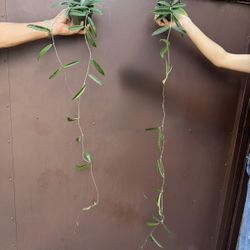 4” hoya minibelle ( price is for each )