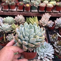 Succulent Drought Tolerant Plants