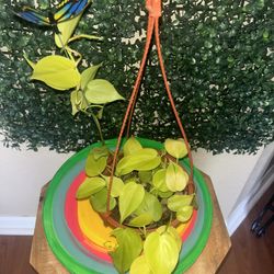 Houseplants For Sale! 🪴