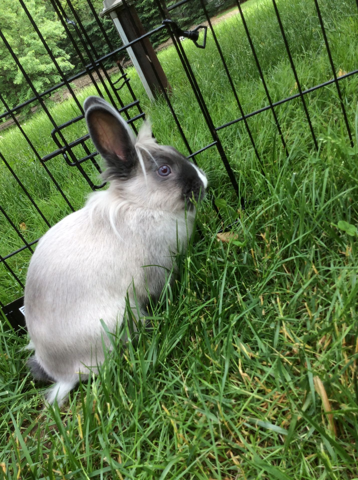 Lionhead Bunny