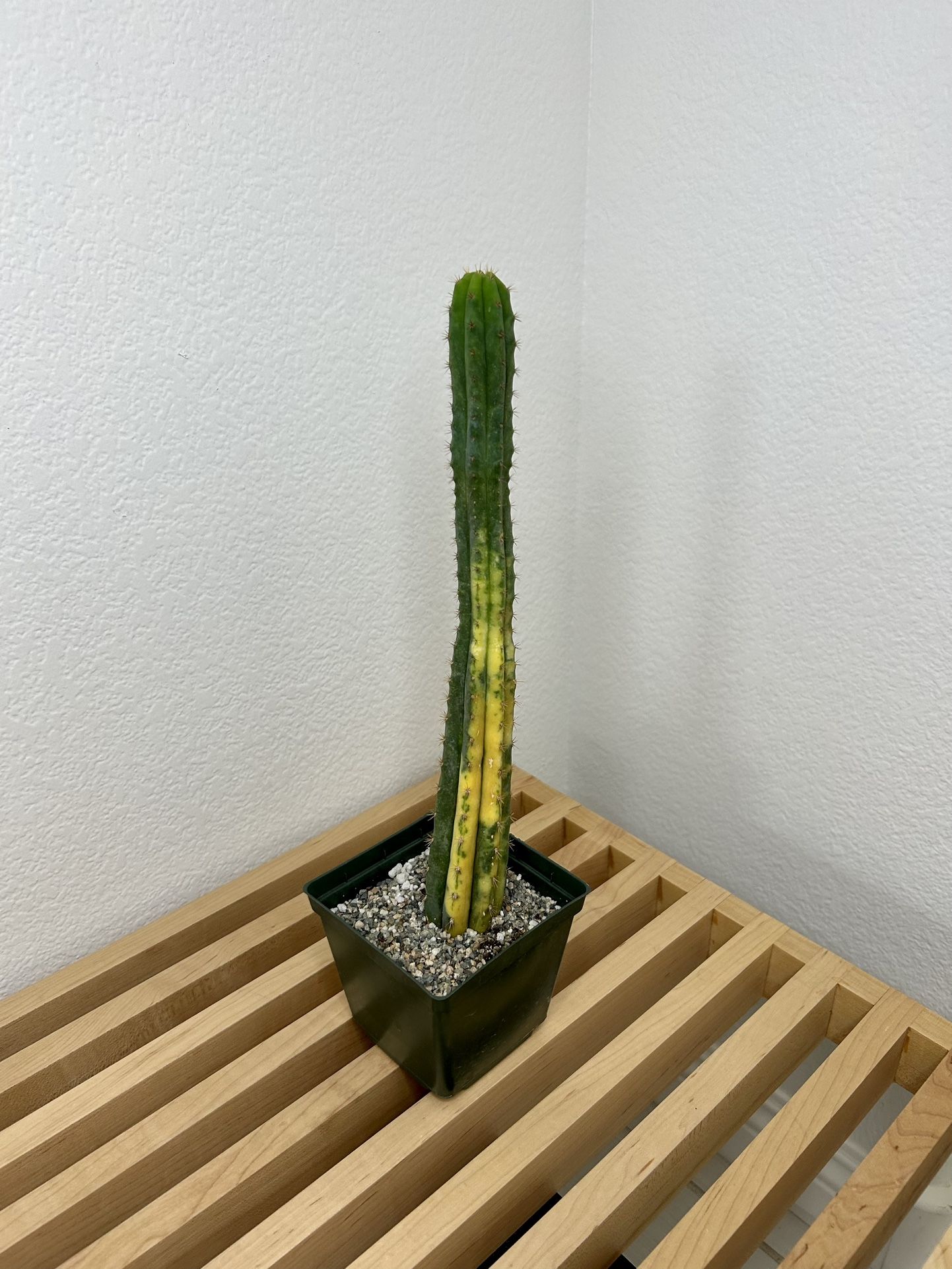 Variegated San Pedro Cactus | Trichocereus pachanoi