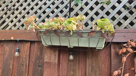 Plants, Succulents