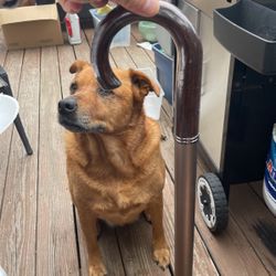 Wander The Duo Umbrella Cane! Black And Chrome Accents NEW! 