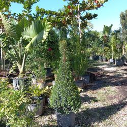 Cone Shape 🌲 Eugenia Topiary $55.00